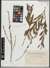 Foto von Salix purpurea L. x Salix viminalis L.